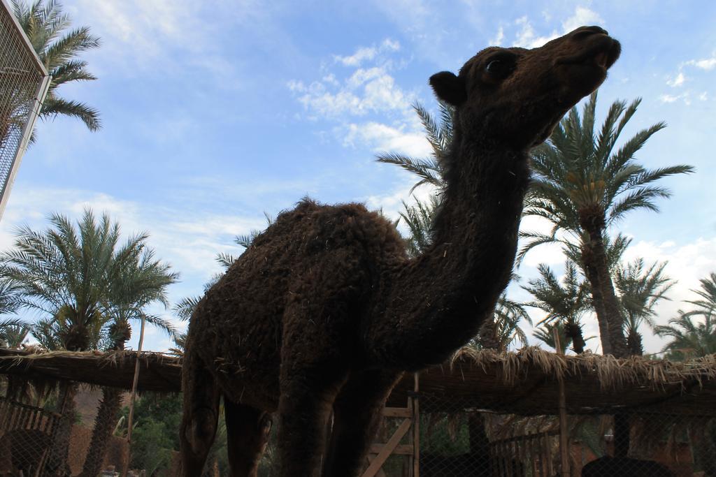 Ecolodge Bab El Oued Maroc Oasis Agdz Εξωτερικό φωτογραφία